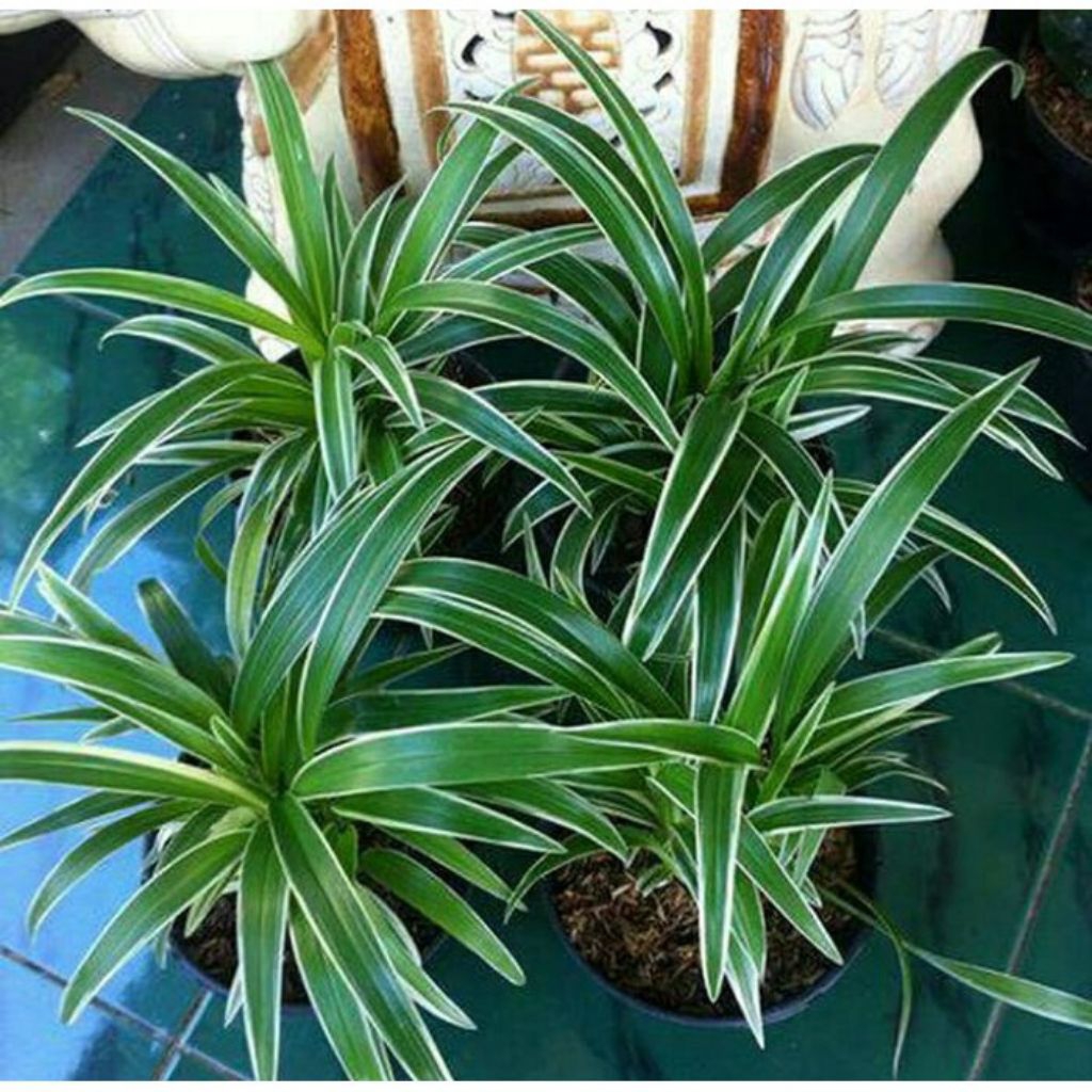 Tanaman hias Lili paris | lili paris umbi | pohon lili paris putih