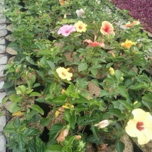 Bibit Tanaman Hias Kembang Sepatu 'Hibiscus' - Bibit Pohon Bunga Hibiscus