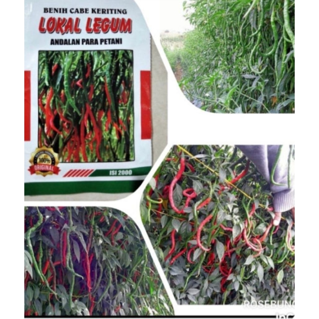 Benih Cabe Keriting Tinggi 2 Meter LOKAL LEGUM  Isi 15gram  Bibit Pilihan Para Petani