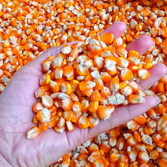 promo jagung kering 1 kg