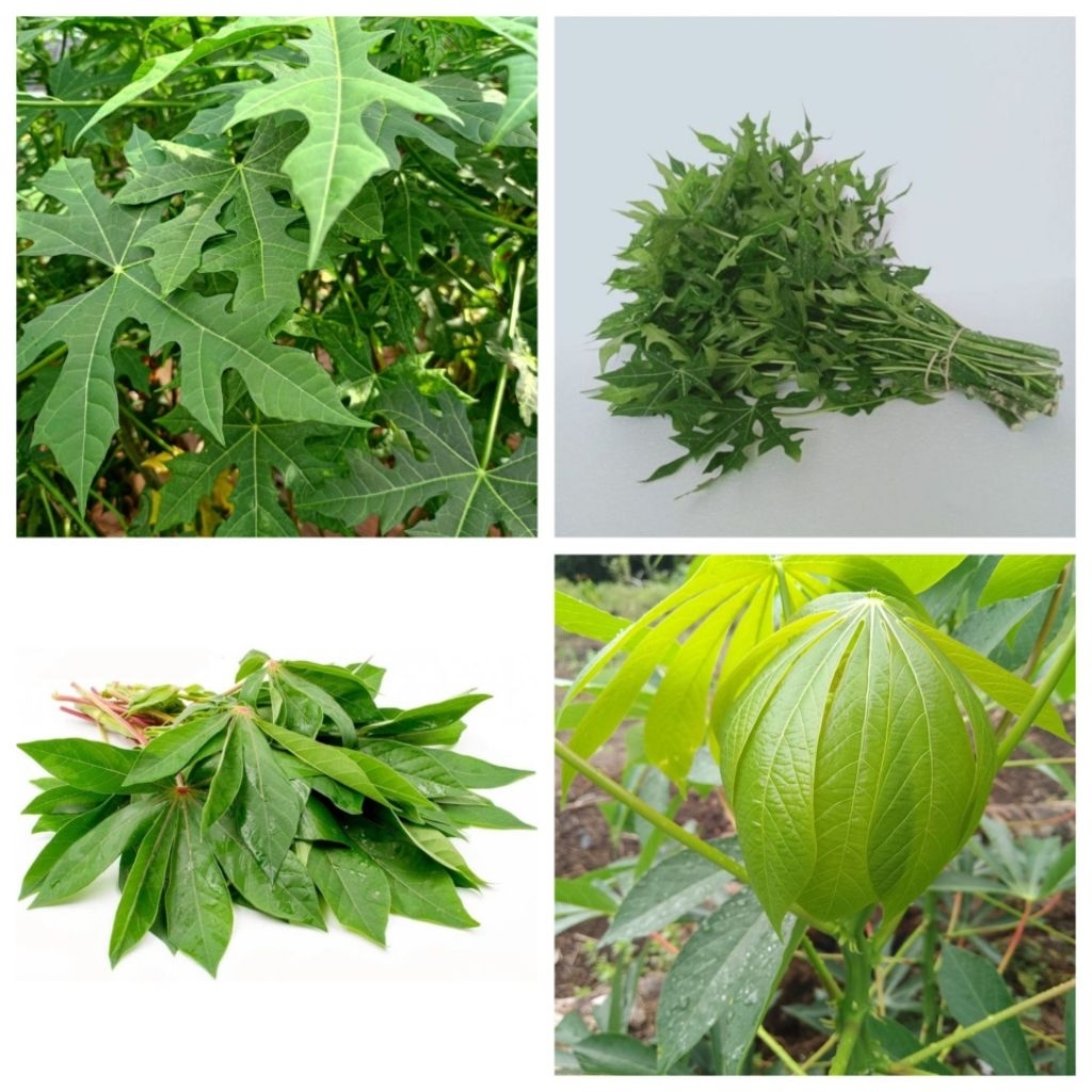 paket ekonomis daun pepaya jepang dan daun singkong ,lalaban siap rebus fress