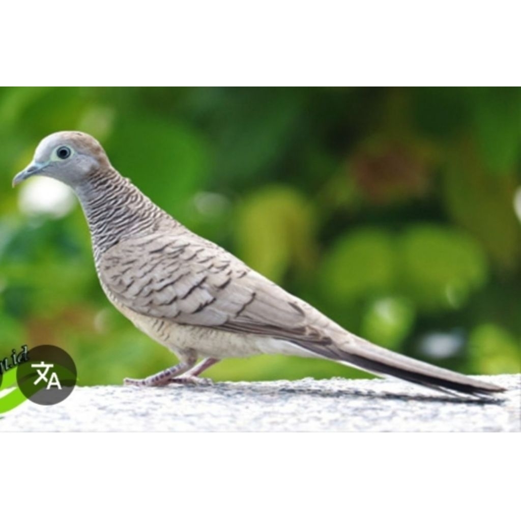 perkutut lokal jantan  besar dewasa sudah bunyi gacor COD