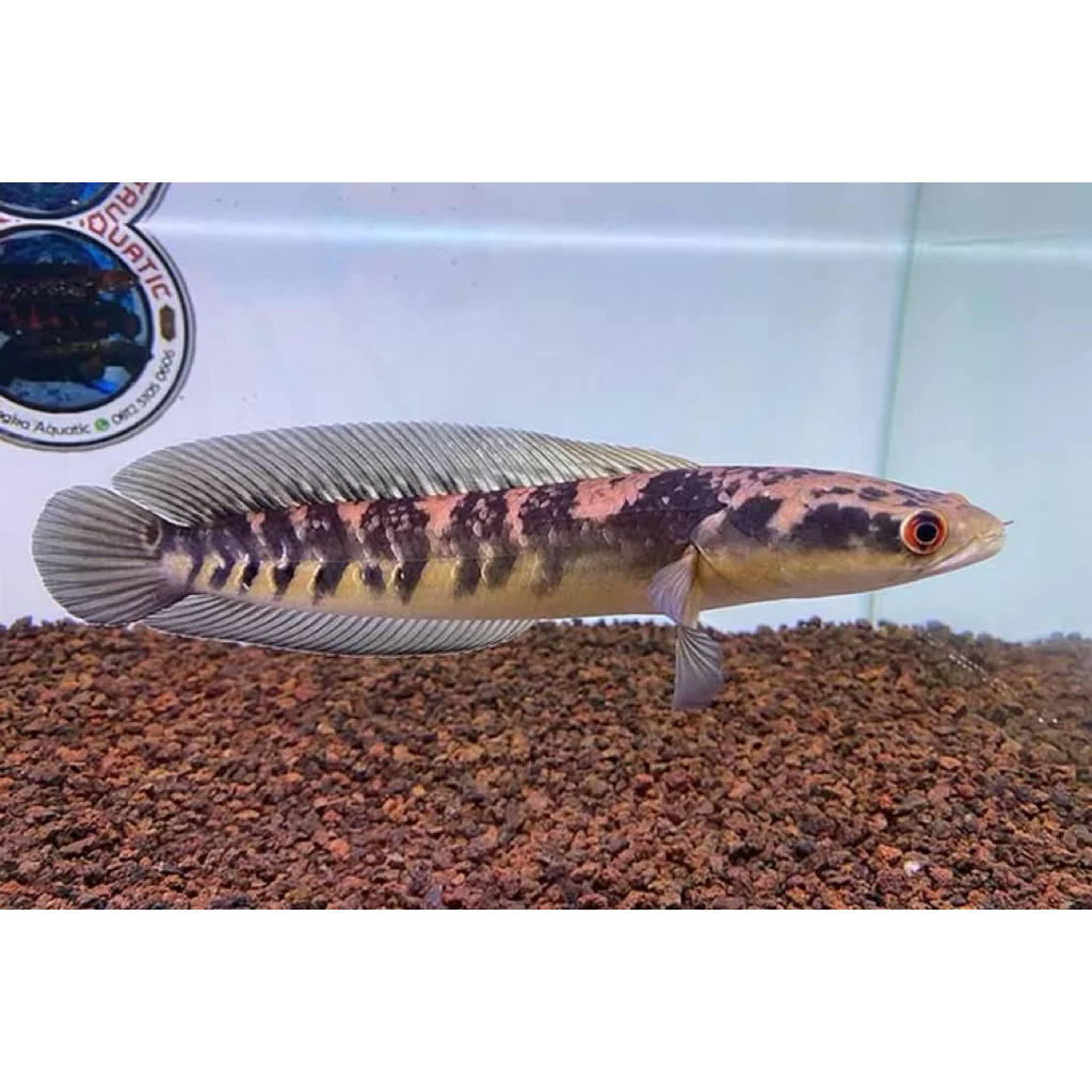 chana maru yellow sentarum