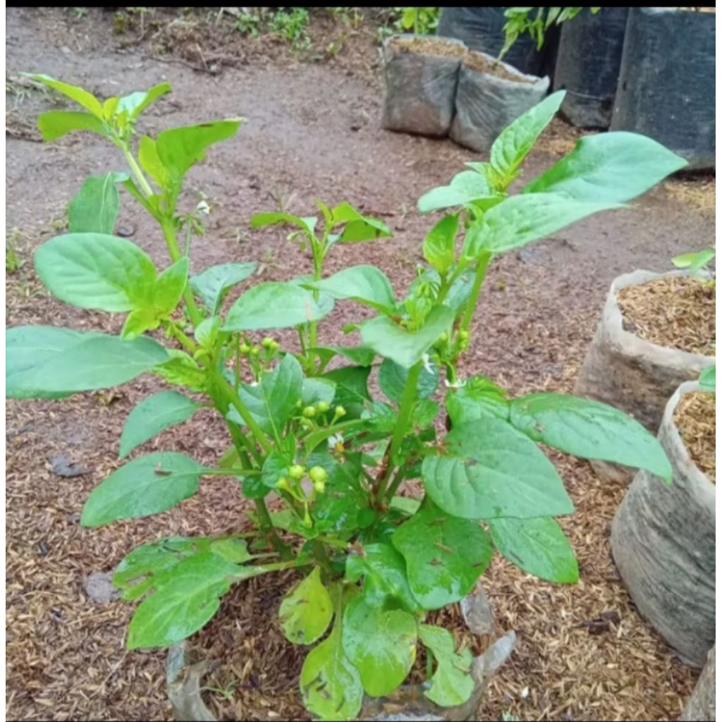 pohon leunca sudah berbuah