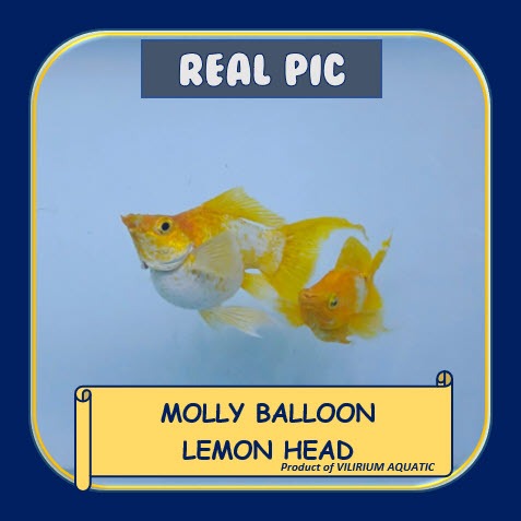 IKAN HIAS AIR TAWAR - MOLLY LEMON HEAD SEPASANG PRODUKTIF (IKAN AQUASCAPE) MOLLY LYRETAIL