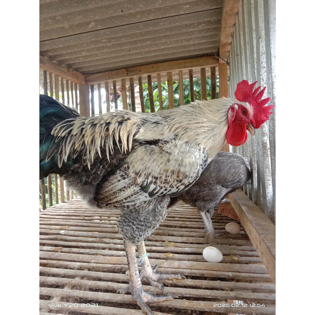 Telur Tetas Ayam kampung Yudistira(AKY)