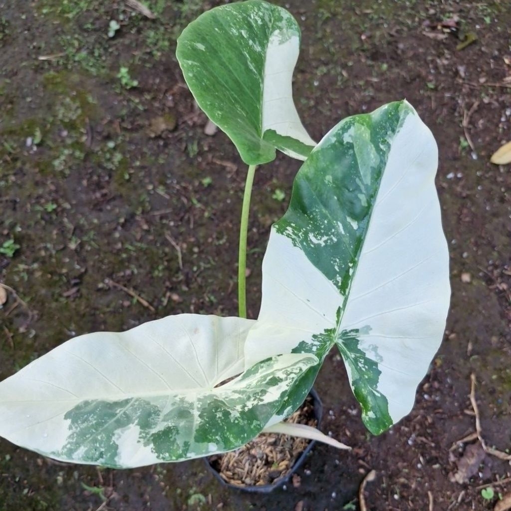 Keladi Sente Variegata/Varigata - Albino - Caladium Sente Variegata - Keladi Putih
