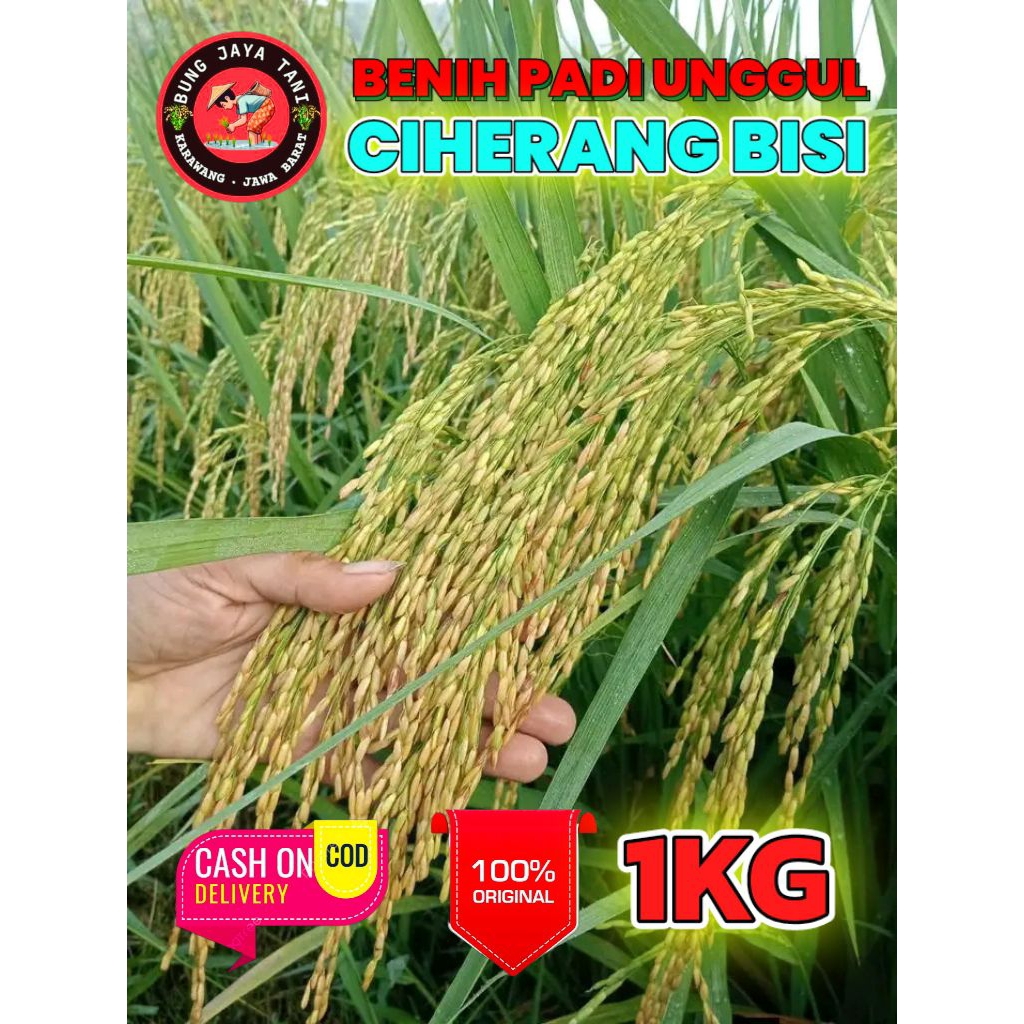 BENIH PADI UNGGUL BERKUALITAS CIHERANG BISI KEMASAN 1KG