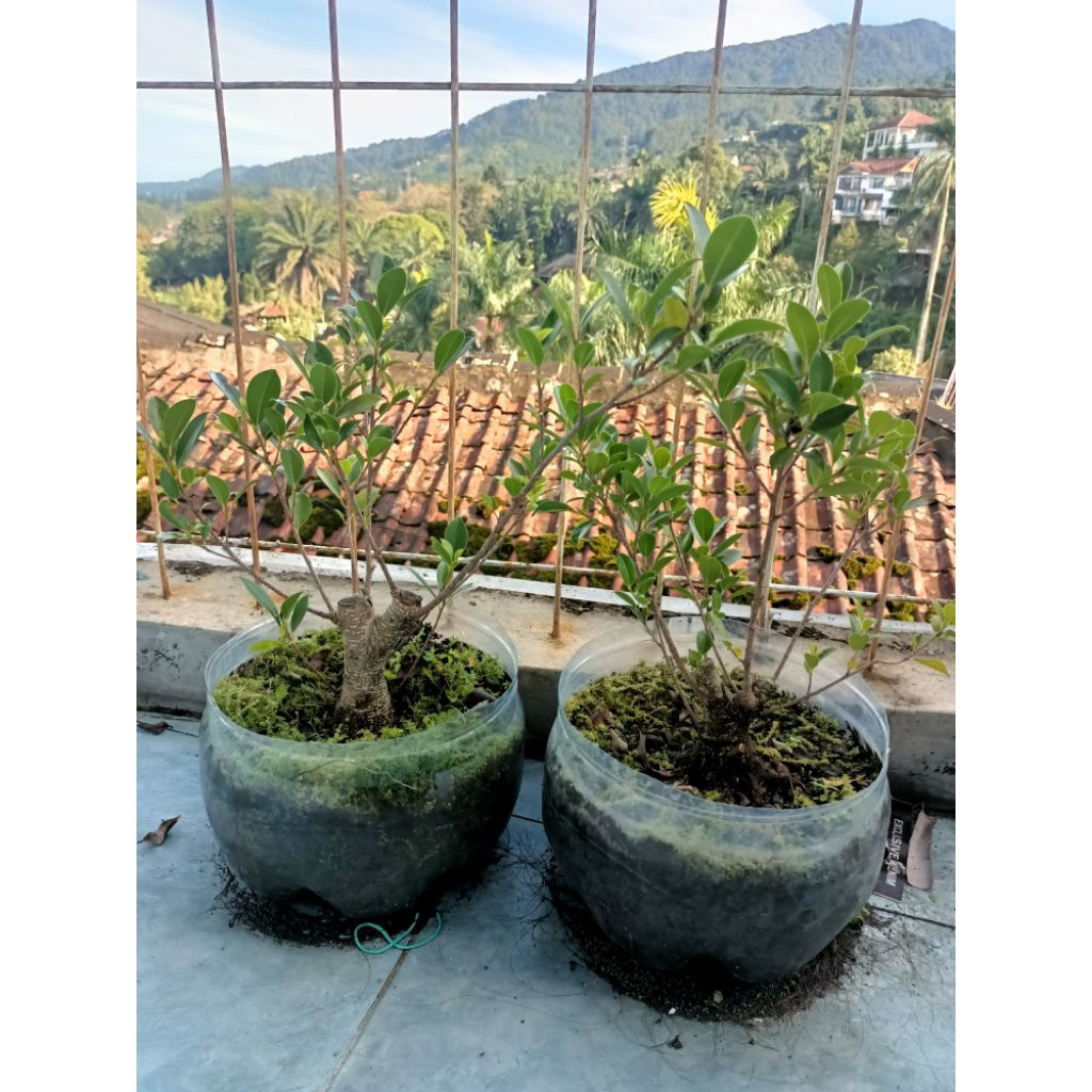PAKET 2 BAHAN BONSAI KIMENG