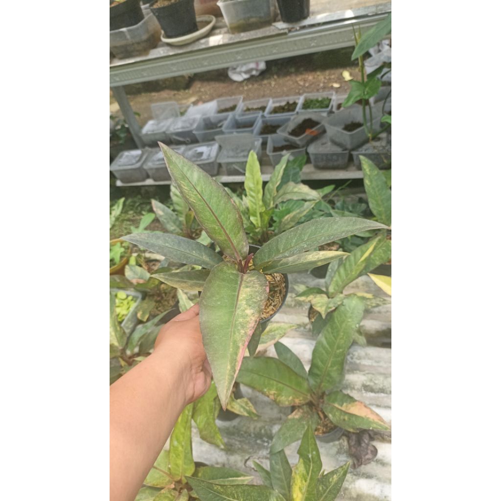 Aglaonema Pink Emerald