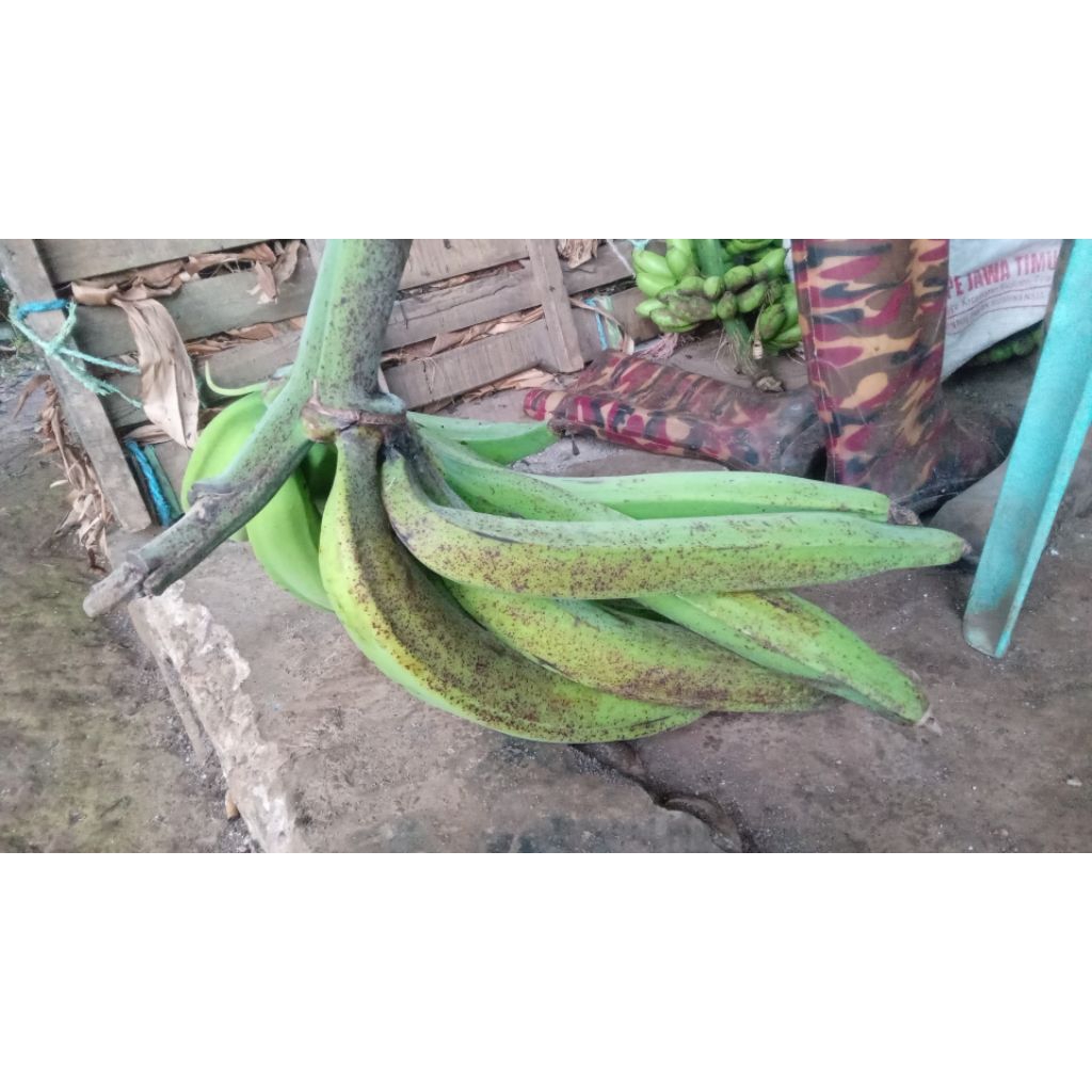 Pisang Mas