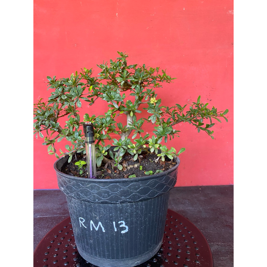 Bahan bonsai Black olive