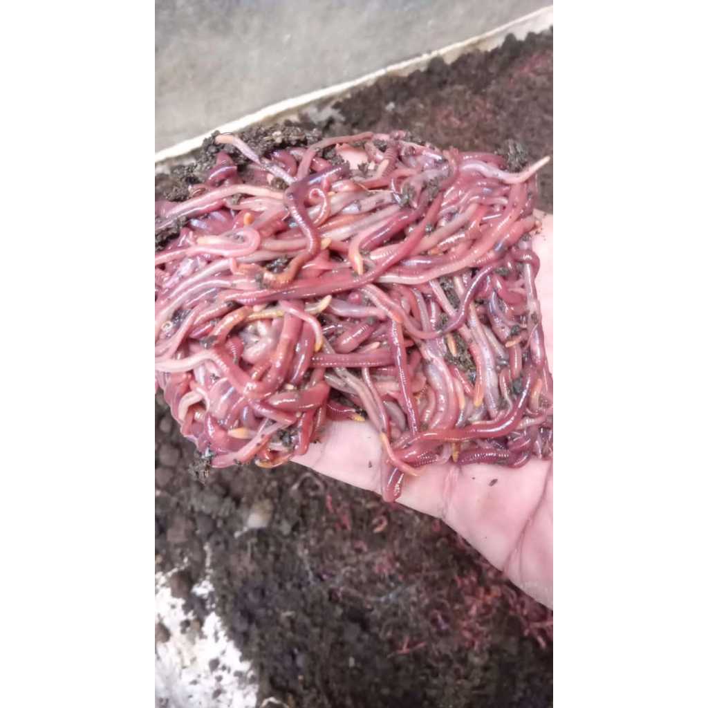 cacing lumbricus rubellus hidup/ cacing LR/ Cacing kosmetik/ cacing Obat/ pakan ternak