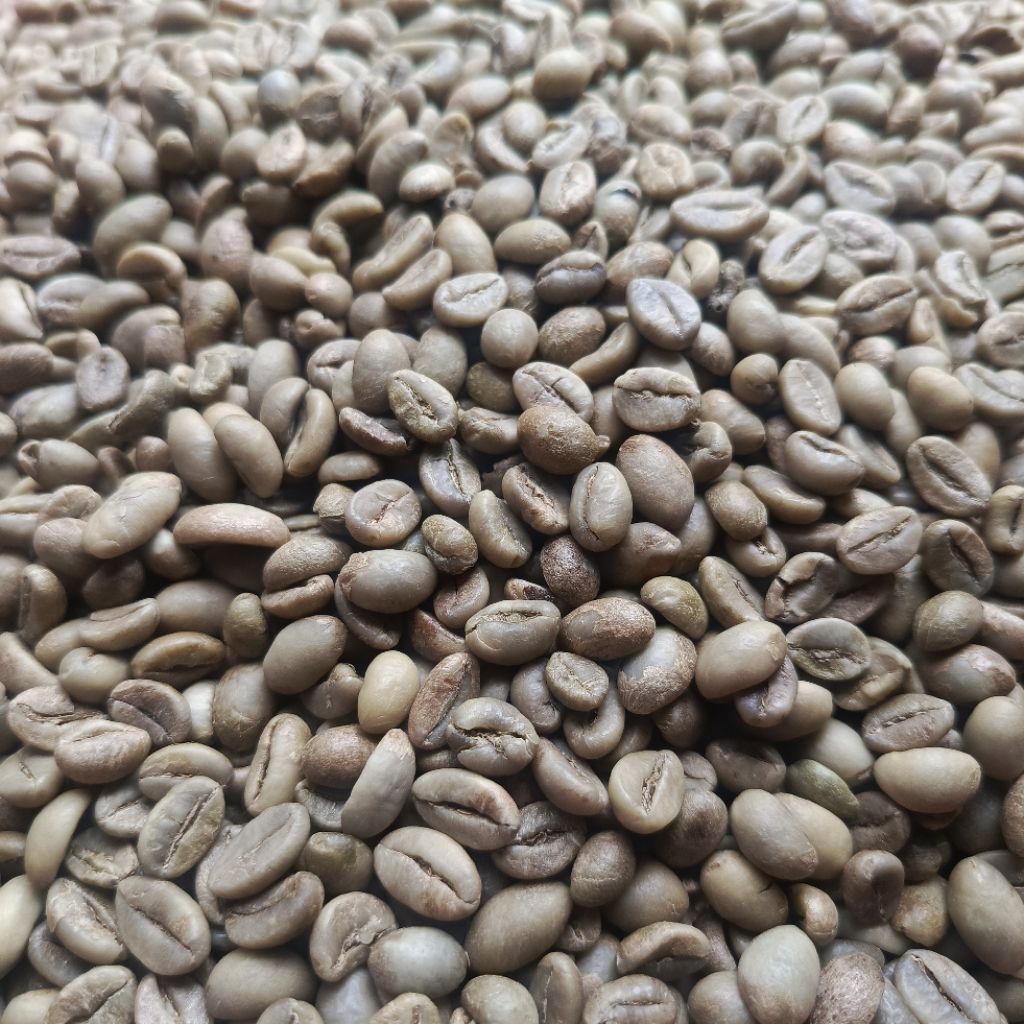Green Bean Robusta Temanggung Grade 1