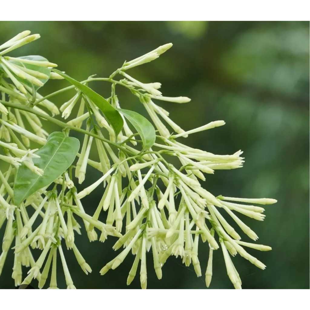 Bibit tanaman pohon arum dalu - melati harum dalu