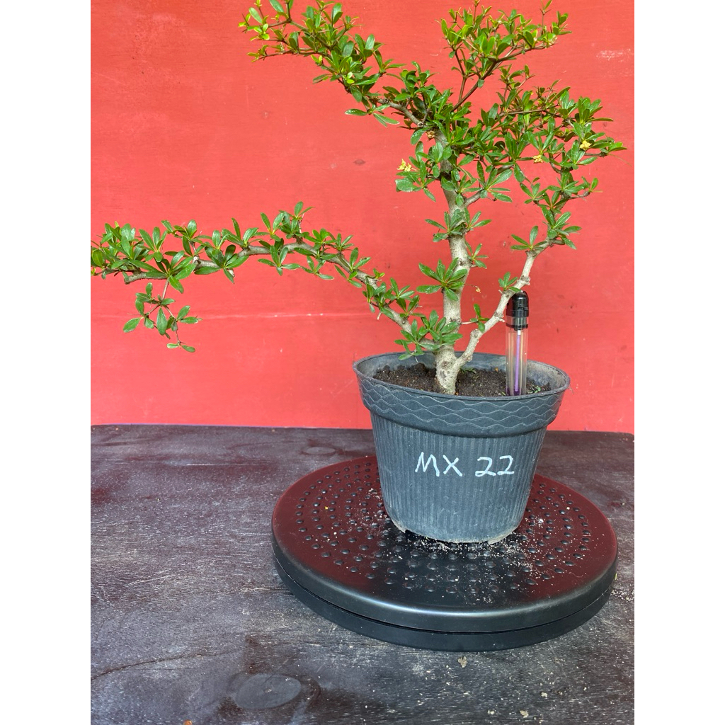Bahan Bonsai Black Olive