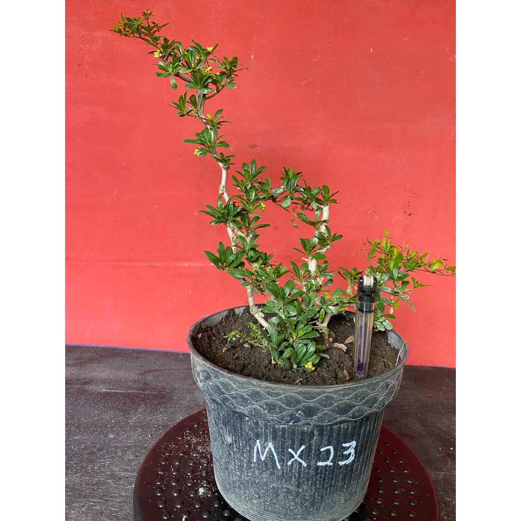 Bahan Bonsai Black Olive MX23