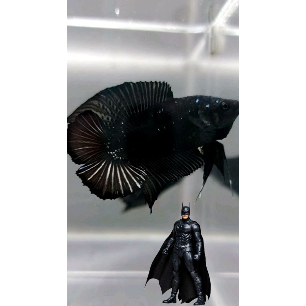 AVATAR DOUBLE TAIL (BATMAN)