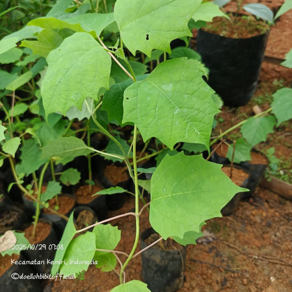 Bibit Gamelina (Gmelina arborea) Pakan Ternak Ruminansia