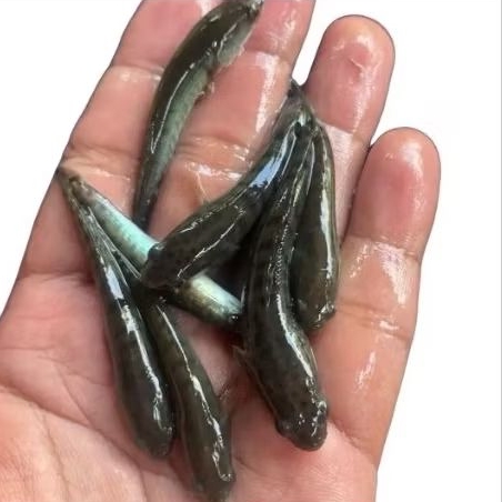 bibit ikan gabus konsumsi size 3-5 cm full pelet