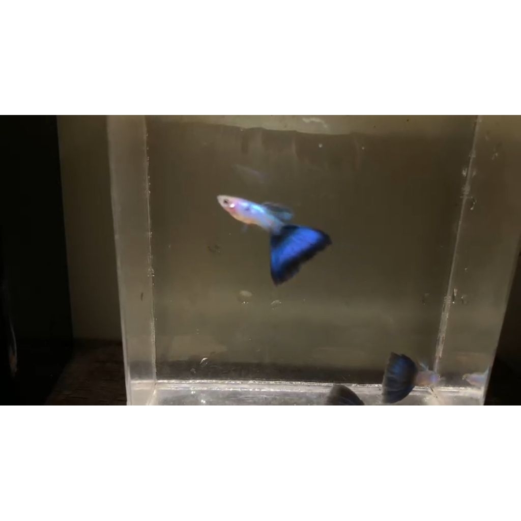 Hiasan Aquascape guppy singa blue tail 1pasang
