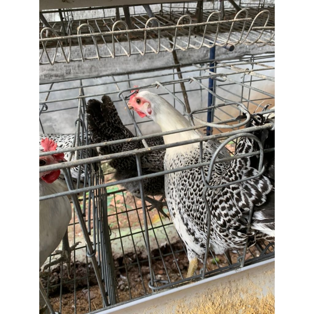 Usia 22 Minggu Betina ayam arab petelur