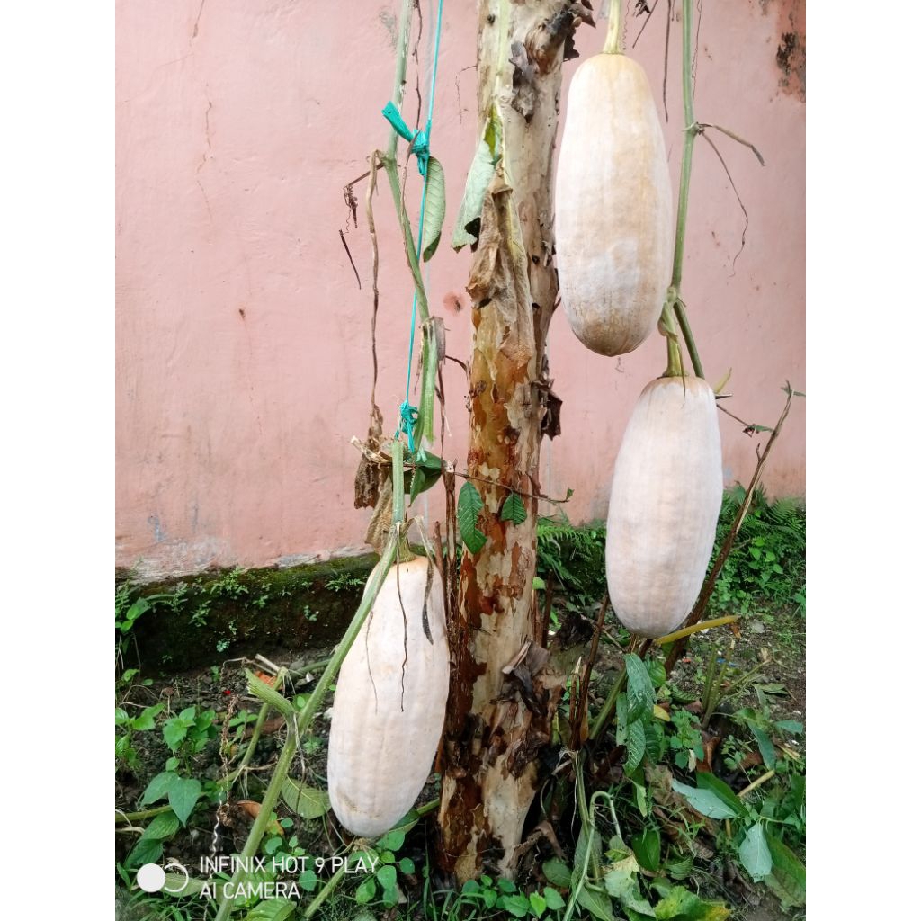 ( 15 Butir ) Benih Biji Labu Parang l Labu kuning l Waluh besar l Waluh Kuning l waluh Panjang