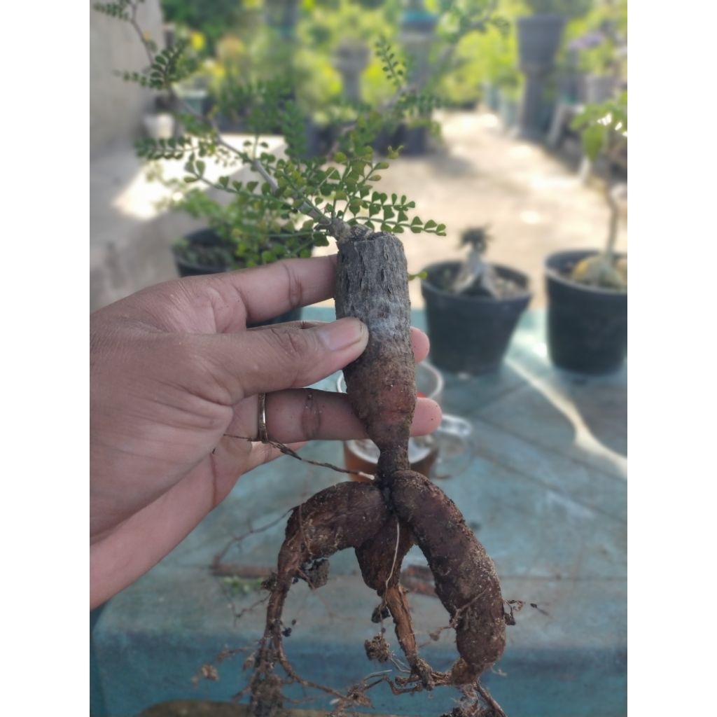 Operculicarya Pachipus || Bonsai || Caudex || Sekulen