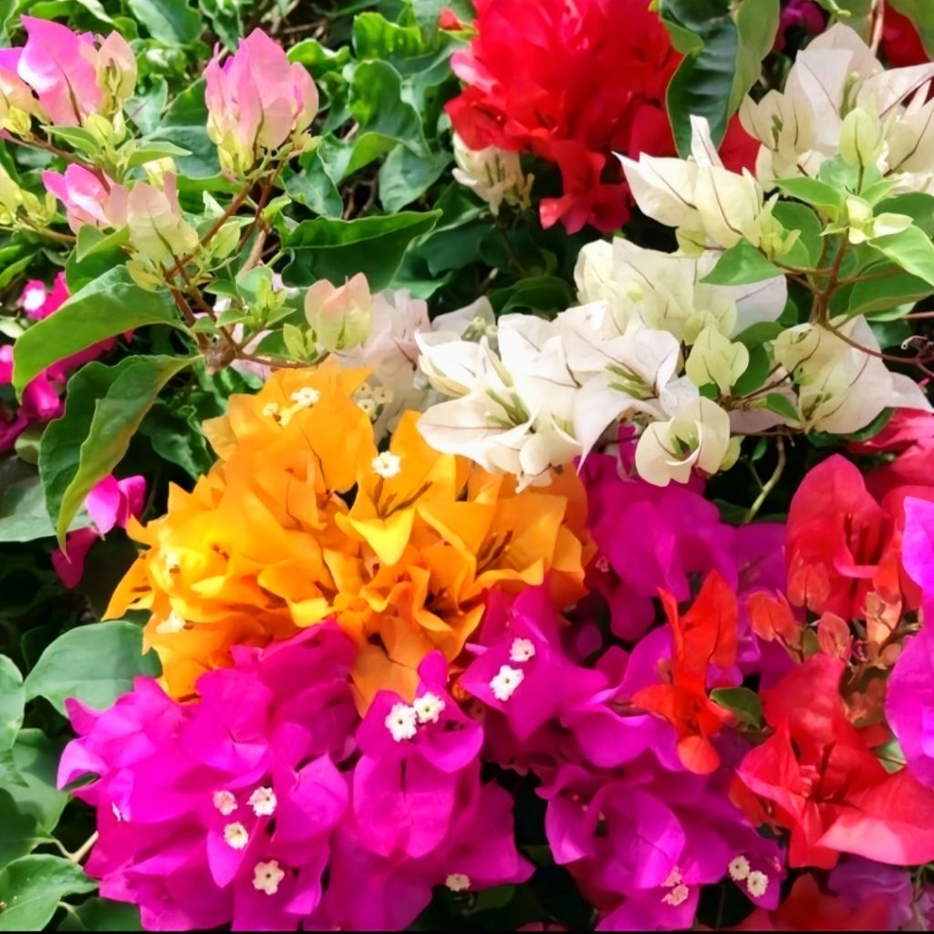 bunga Bougenville 5 WARNA bervarian warna yang cantik + BOUGENVILLE 5 WARNA SIAP BERBUNGA