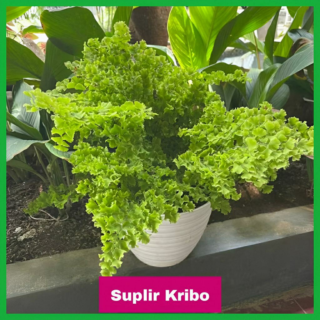 Tanaman Hias Suplir Kribo - Suplir kriting - suplir daun tumpuk
