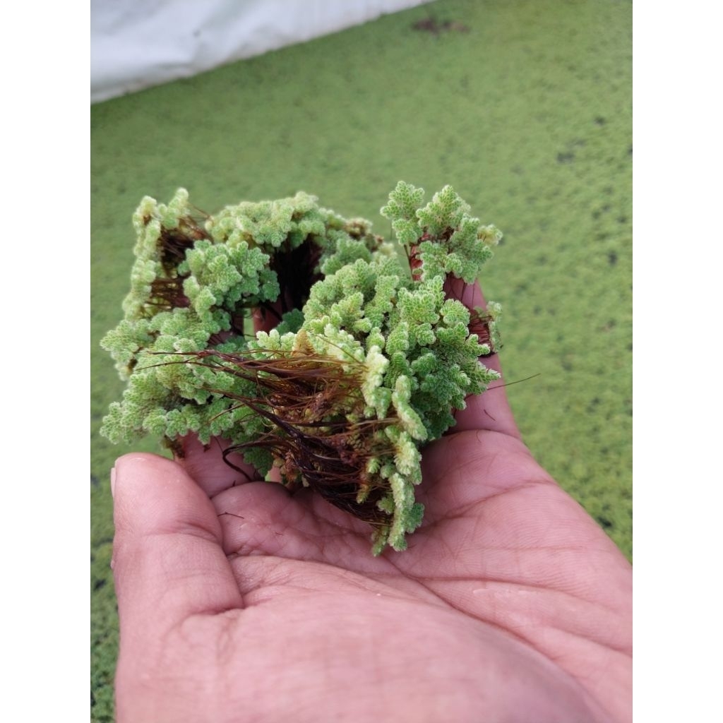 AZOLLA MICROPHYLLA//azolla/pakan ternak//Garansi Full