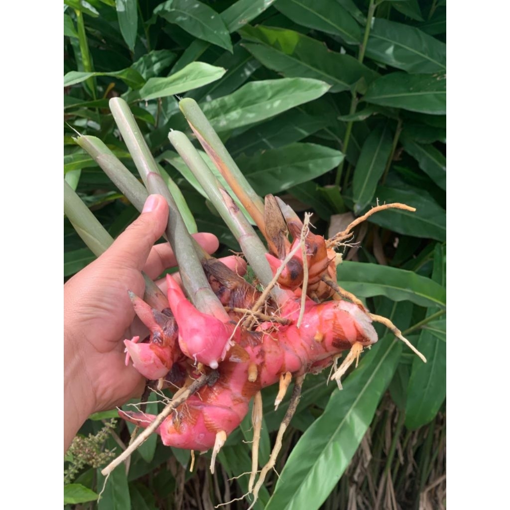 Lengkuas Merah Segar