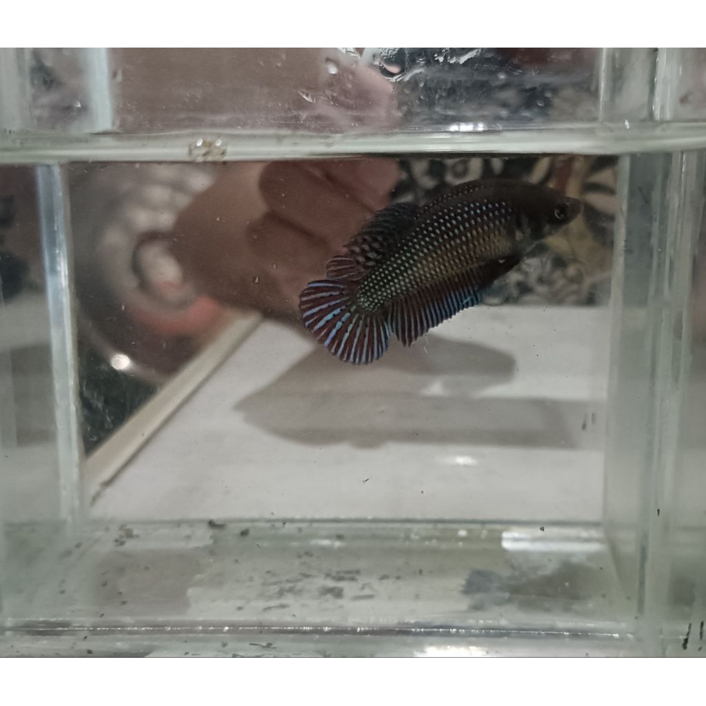 wild Betta mahachai female real pict