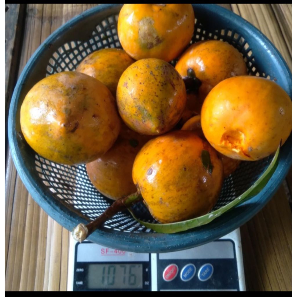 buah sawo mentega alkesa mentega