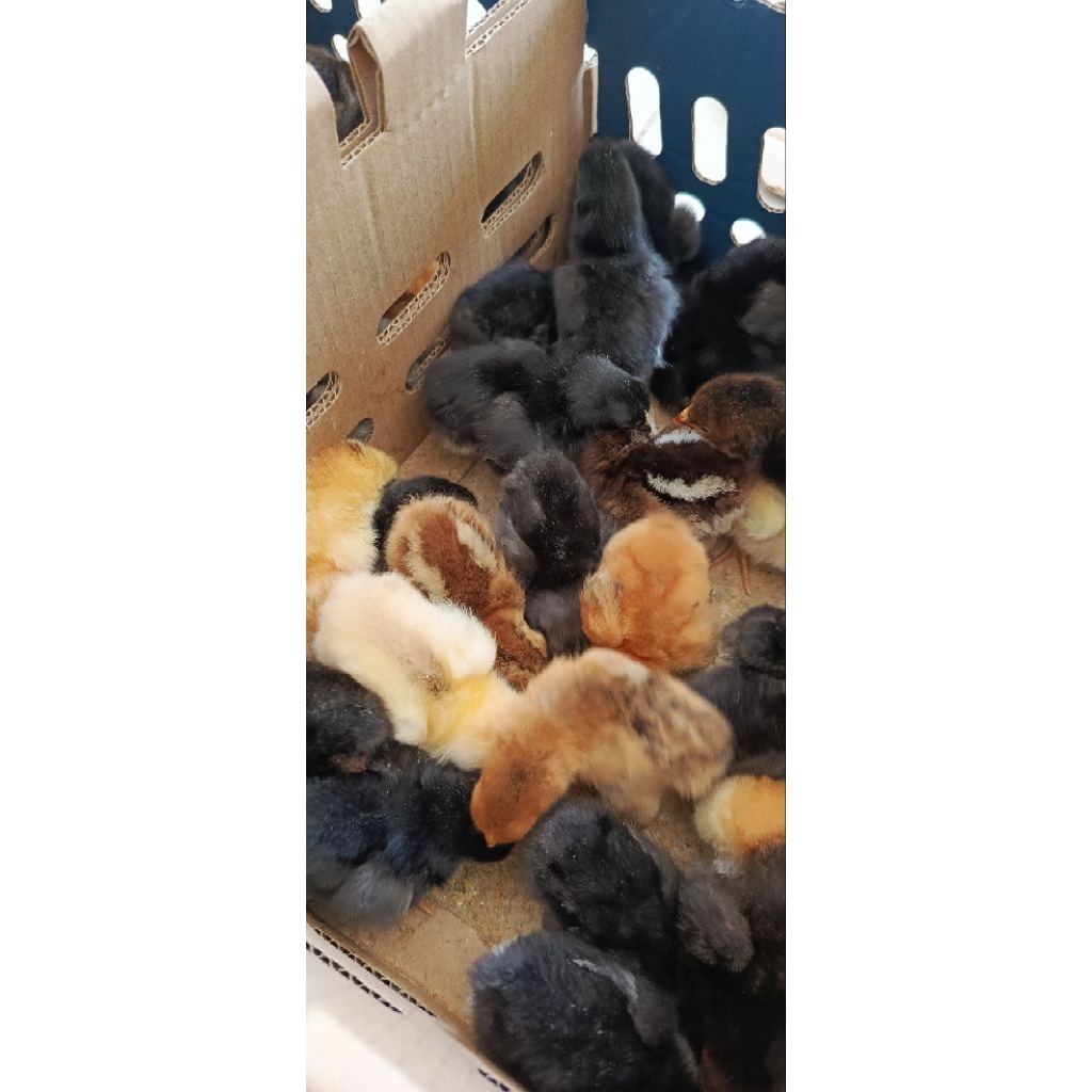 DOC ayam kampung materi induk unggul