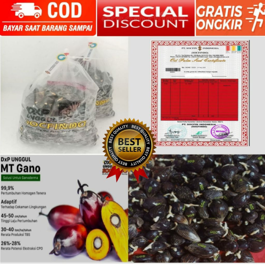 Biji bibit sawit unggul dxp SOCFINDO isi 250 butir ber sertifikat (pelepah pendek)