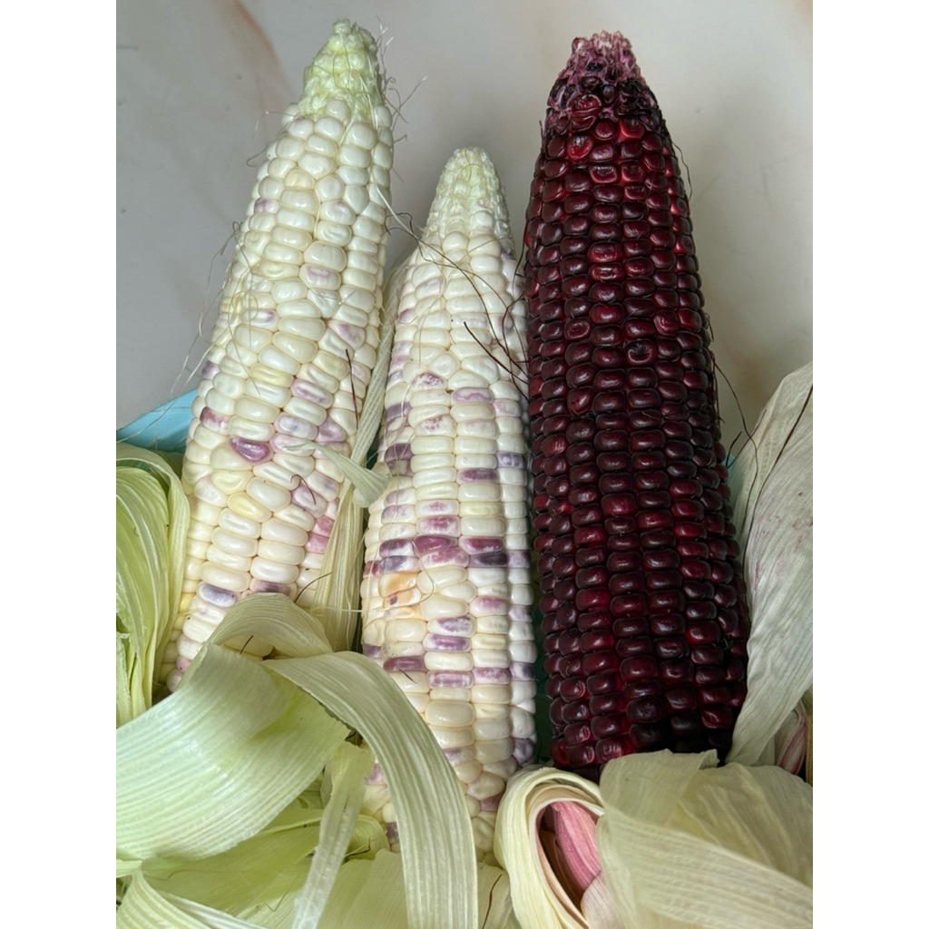 Jagung Ketan Batik dan Jagung Ketan Ungu