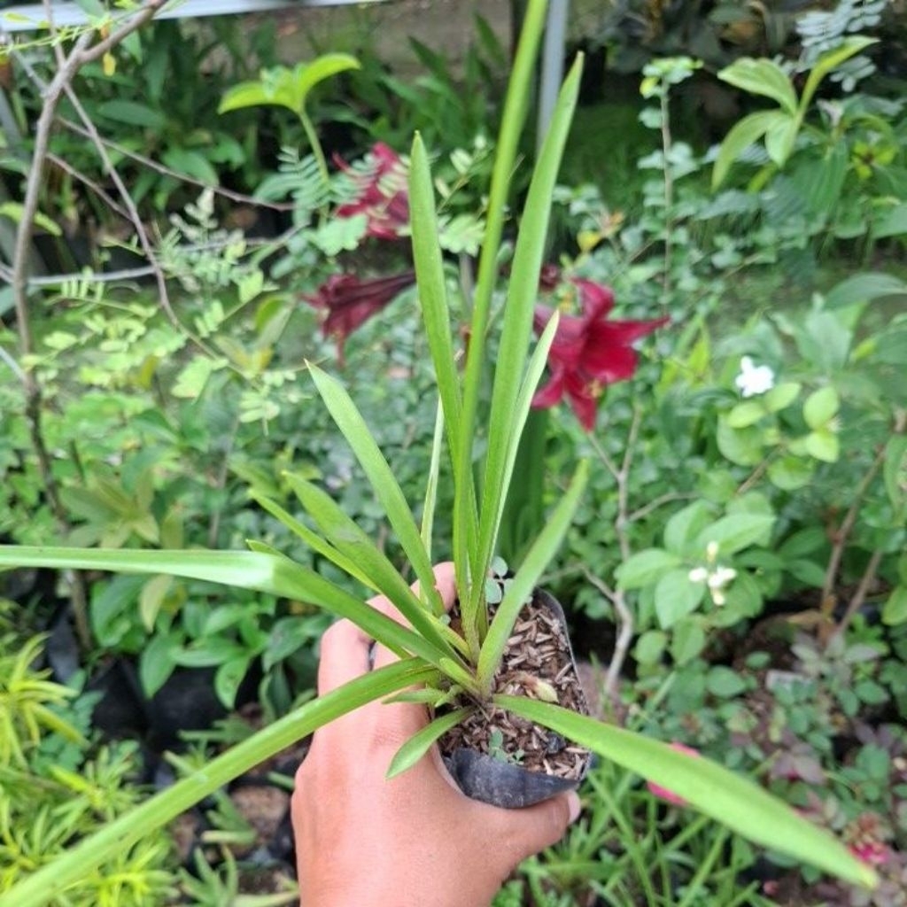 bibit tanaman bunga sedap malam wangi