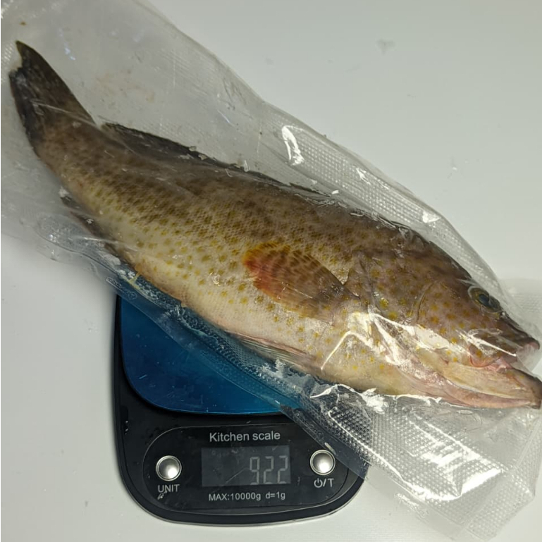 Ikan Kerapu Premium Fresh Beku Bersih Kerapu Utuh Frozen Berat 500 gram