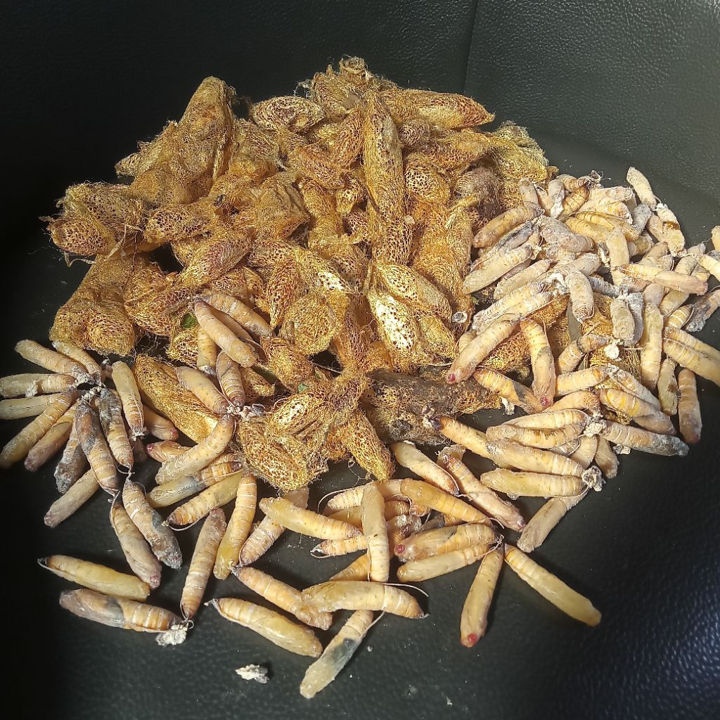 ENTUNG PISANG ( isi 25+ ) EXTRA PACKING & UMPAN INDUK BAWAL