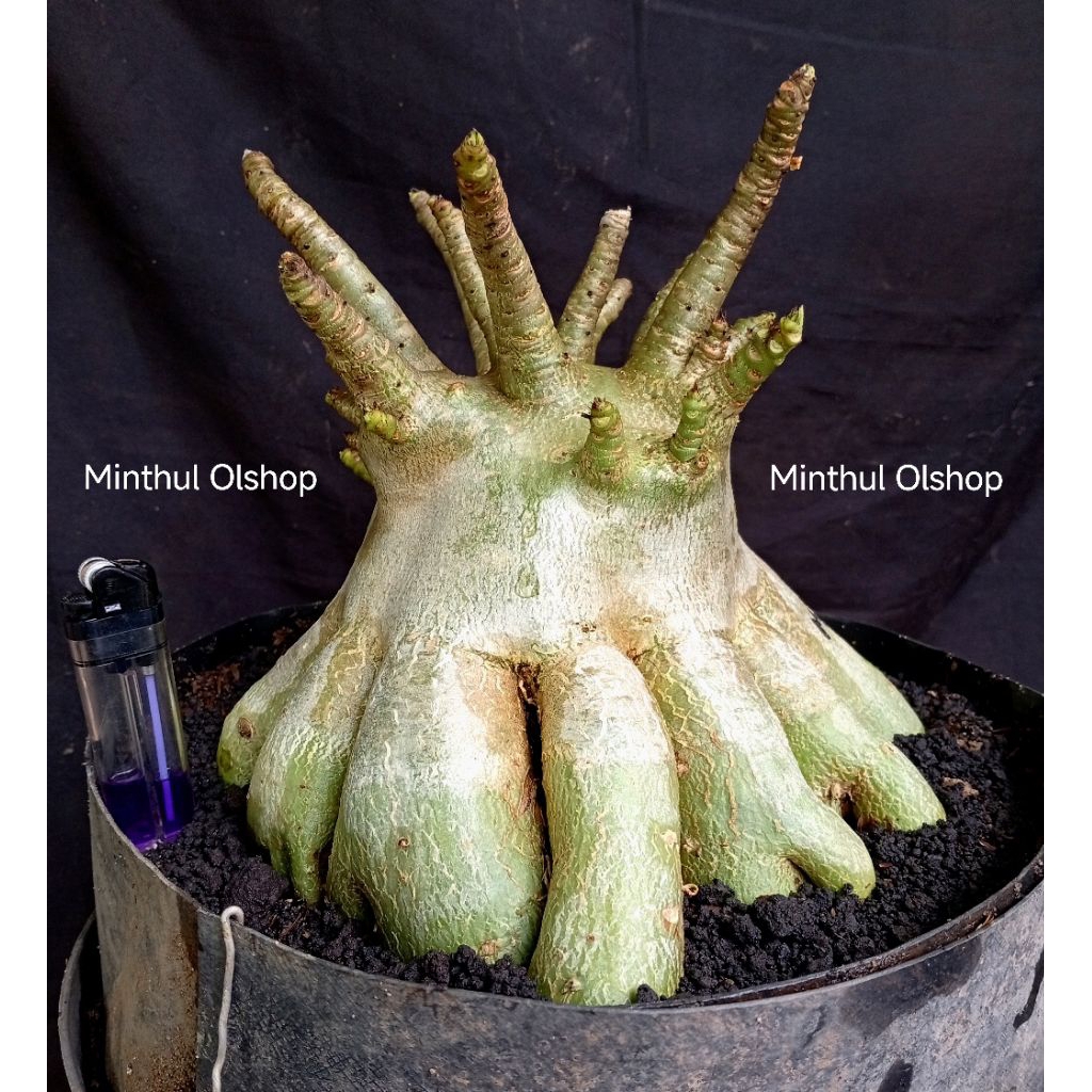 Bonsai adenium arabicum karakter size jumbo real pict