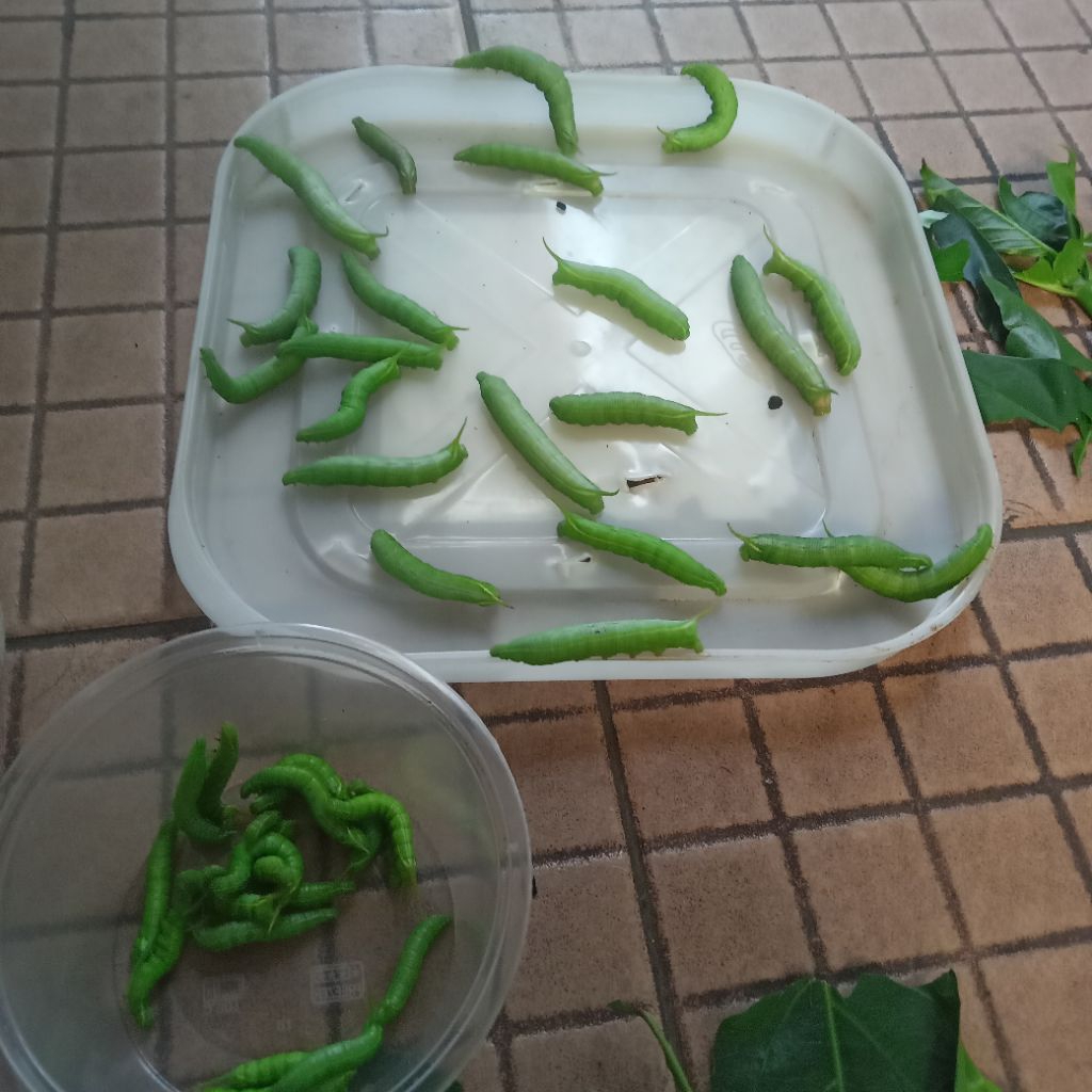 ULAT MENGKUDU | ULAT PACE UMPAN GACOR INDUK