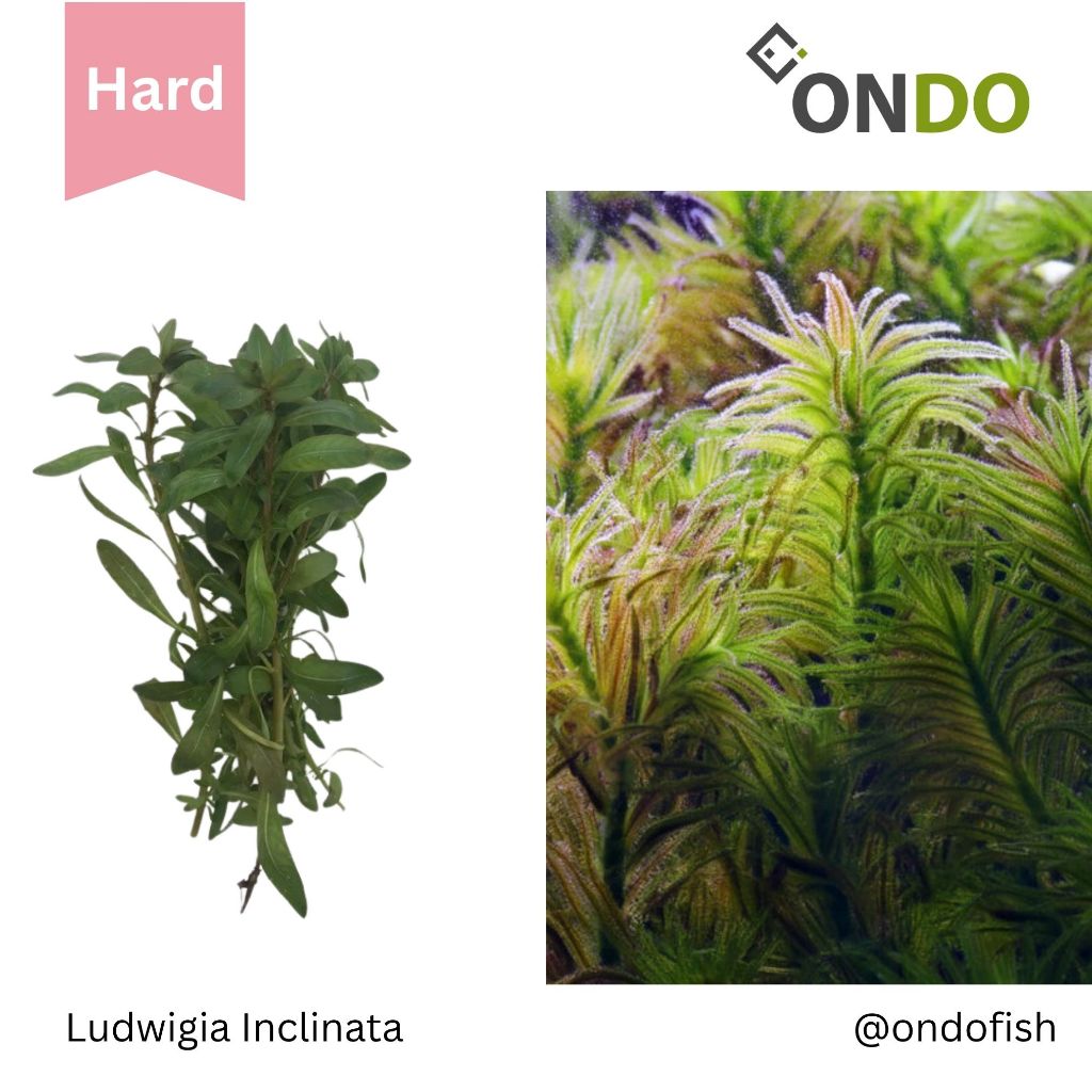 Ludwigia