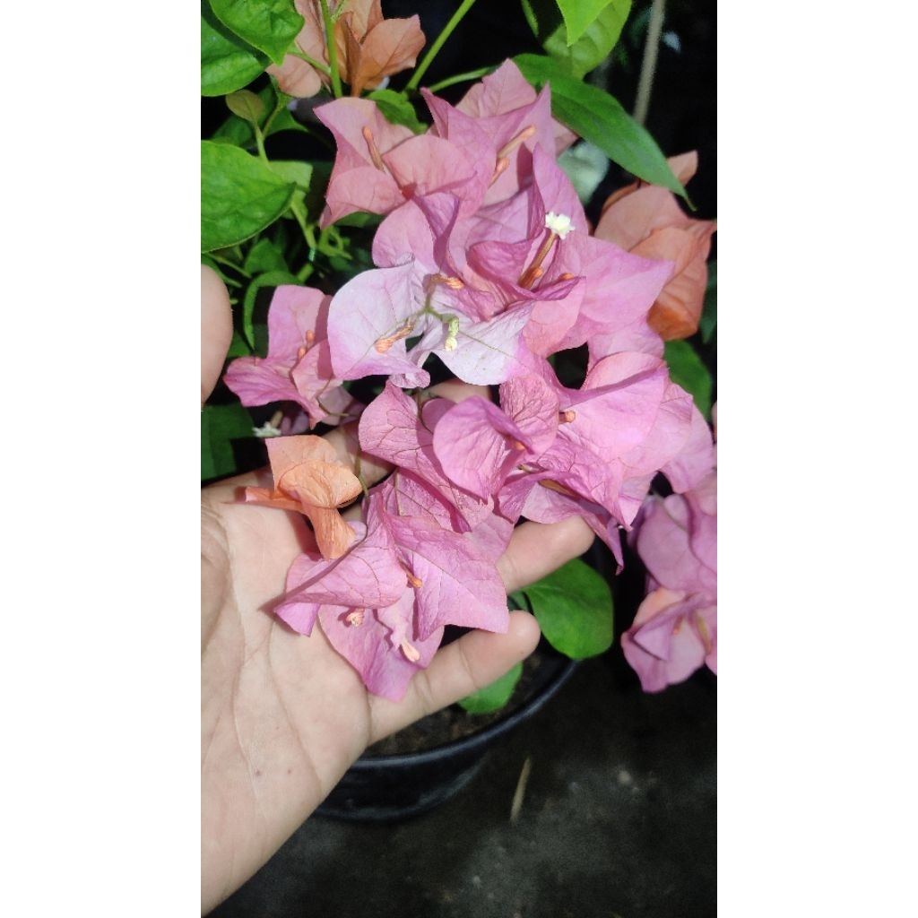 Bibit Bougenville Maharani