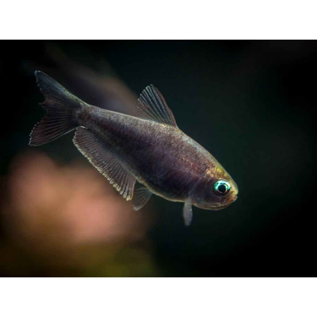 BLACK EMPEROR TETRA PAKET 50E