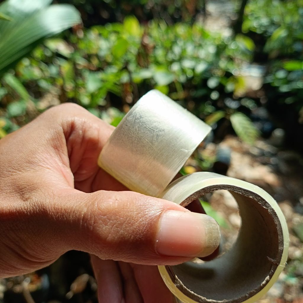 Plastik grafting okulasi 3 cm