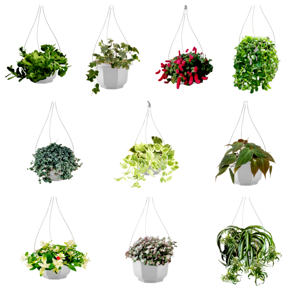 paket 10 tanaman gantung versi florist katusba
