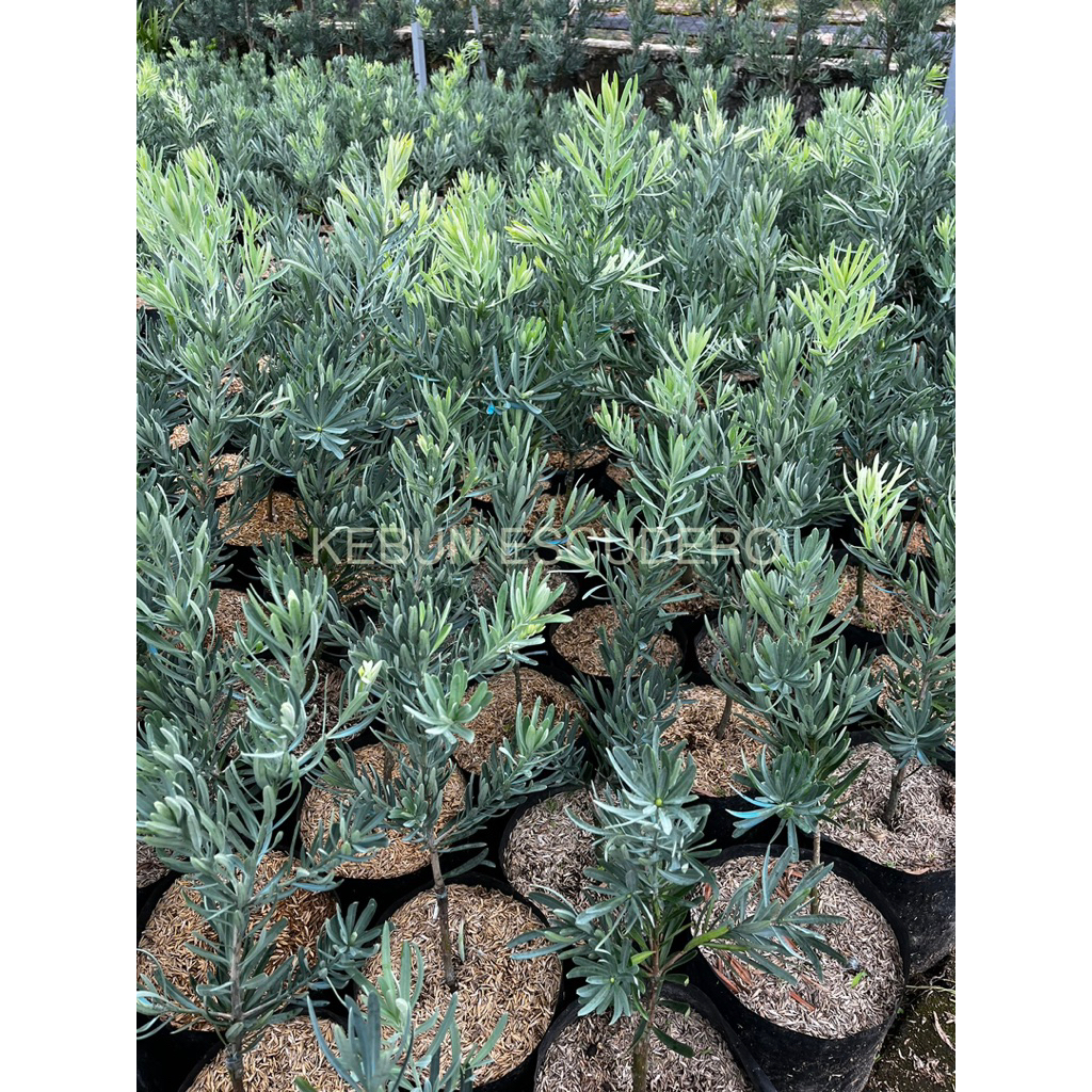 Lohansung Blue Ice - Tanaman Hias Lohansung Blue Ice Tinggi 50-70 cm - Tanaman Pohon Lohansung Blue 