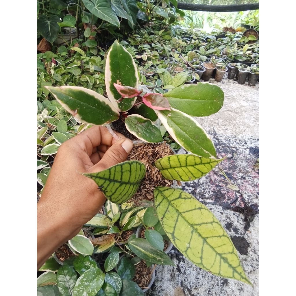paket Tanaman Hias Hoya Calistovolia dan princes tricaler