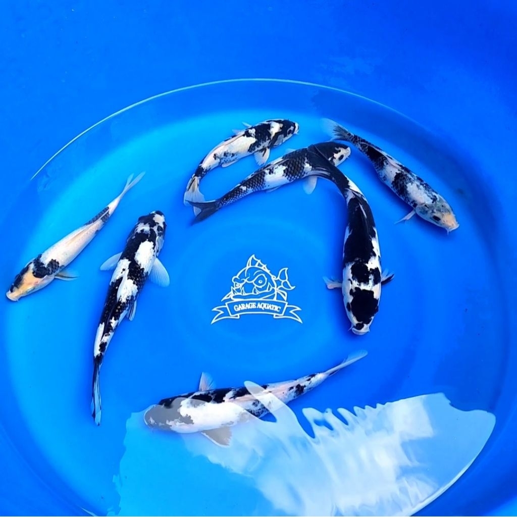 (INSTANT) IKAN KOI SHIRO UTSURI IKAN HIAS AQUARIUM KOLAM